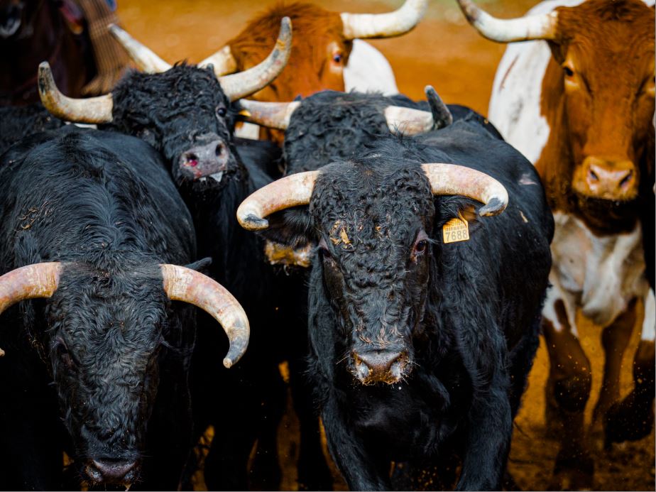 toros.JPG
