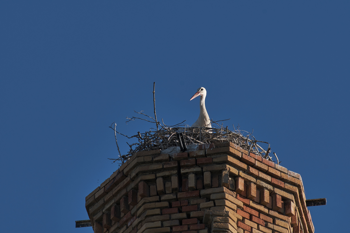 ttartisan500mm 13.jpg