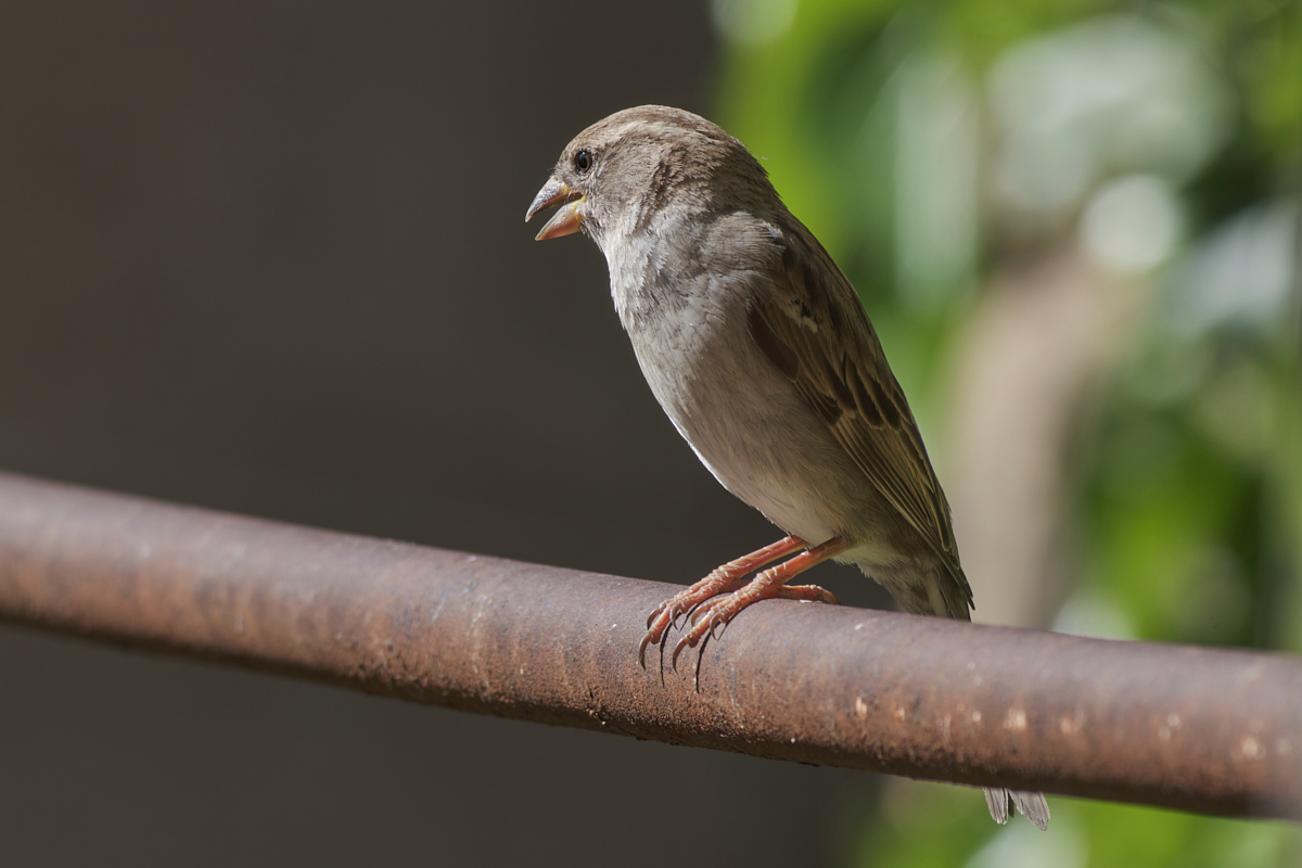 ttartisan500mm 19.jpg