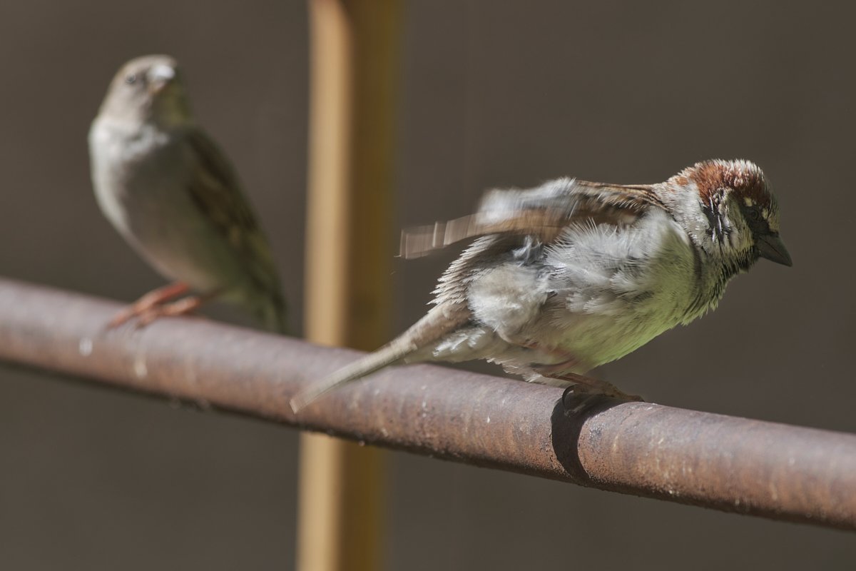 ttartisan500mm 21.jpg