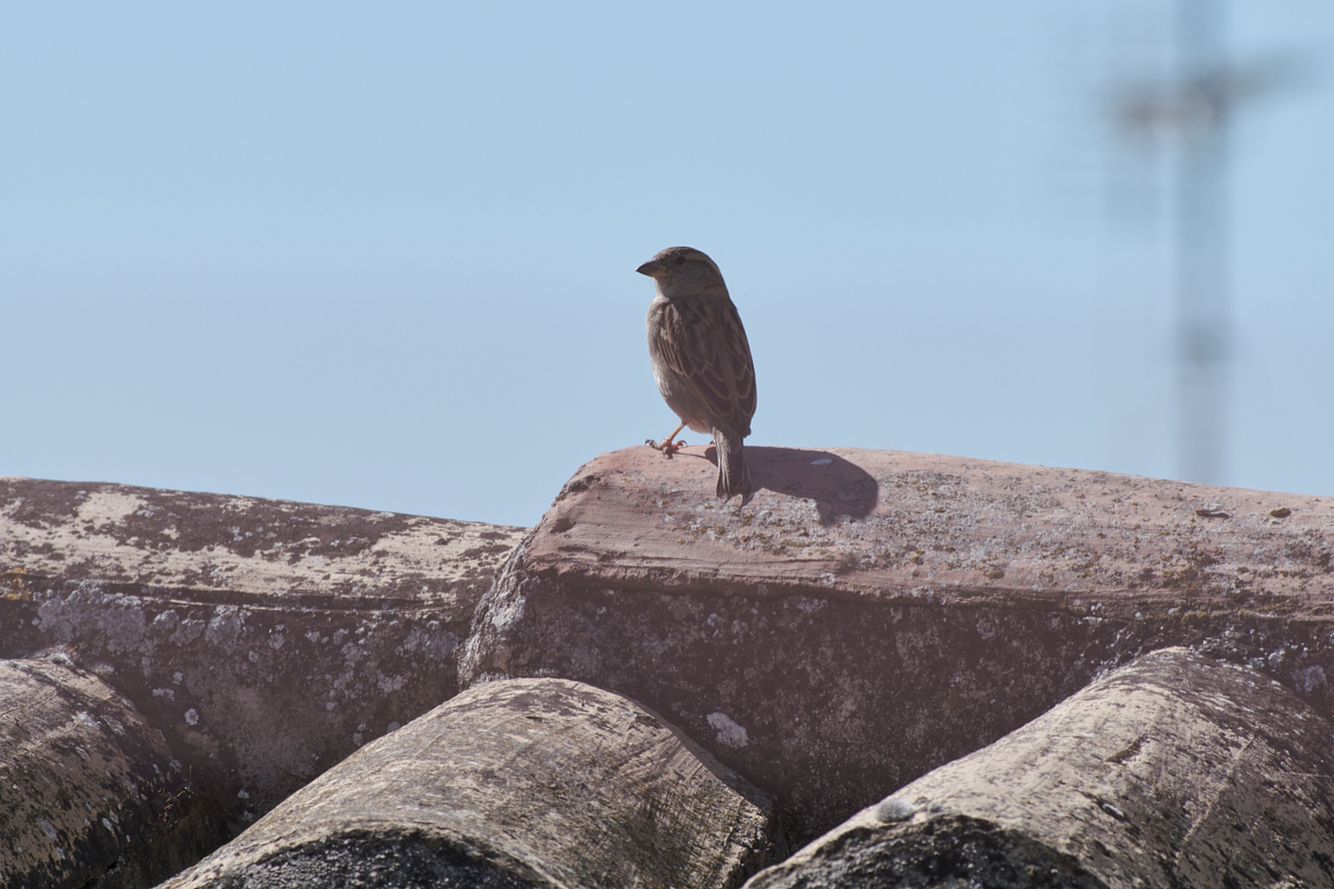 ttartisan500mm 22.jpg