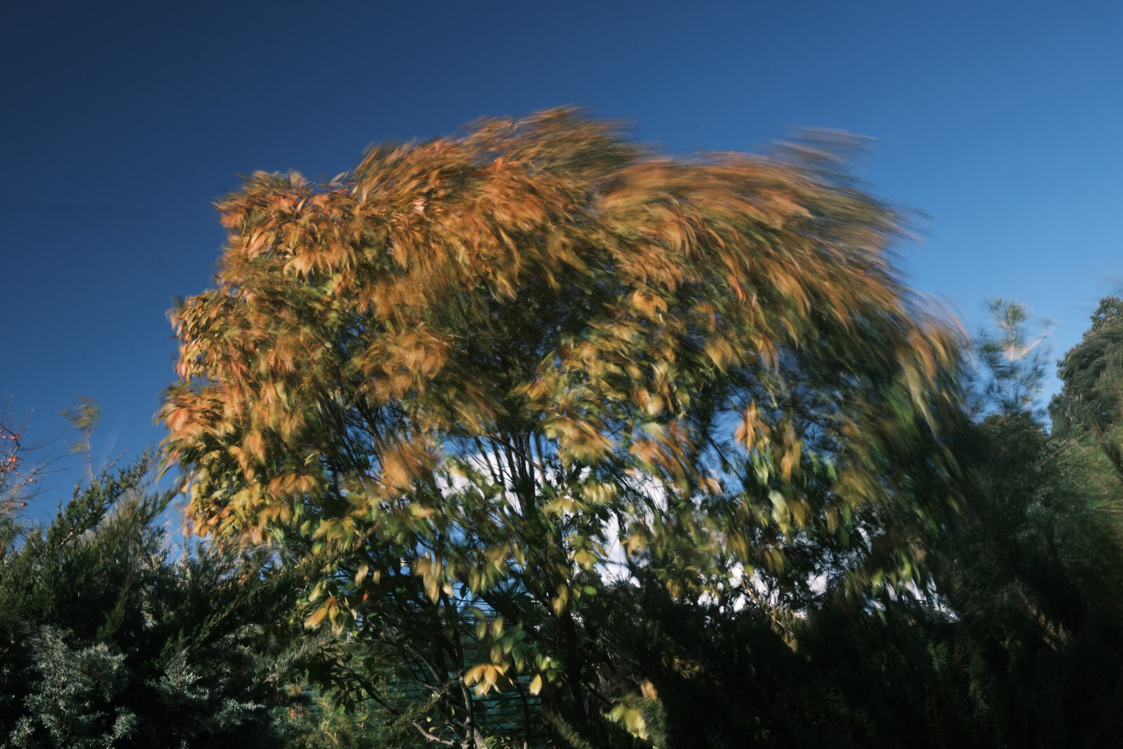 viento4490-.JPG