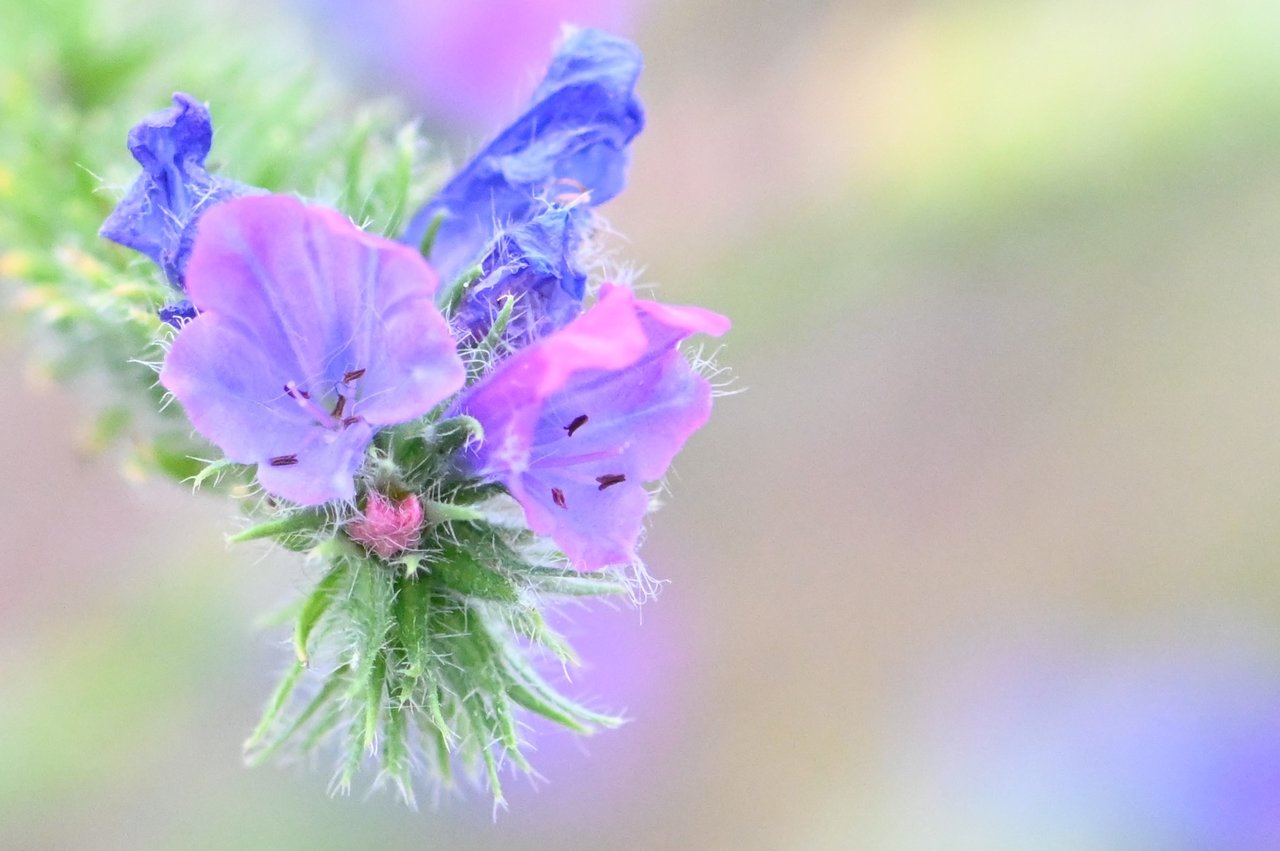 Violeta 1-B.JPG