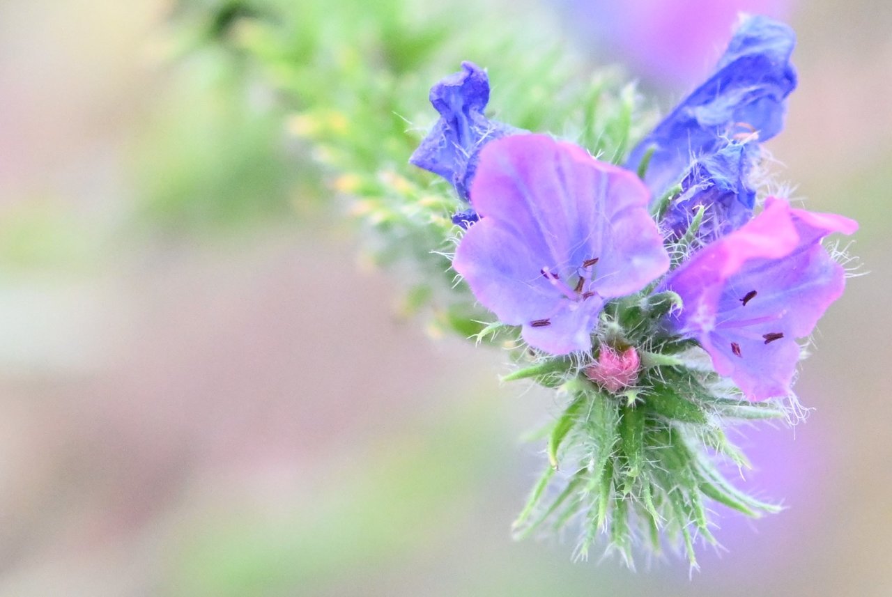 Violeta 1-C.JPG