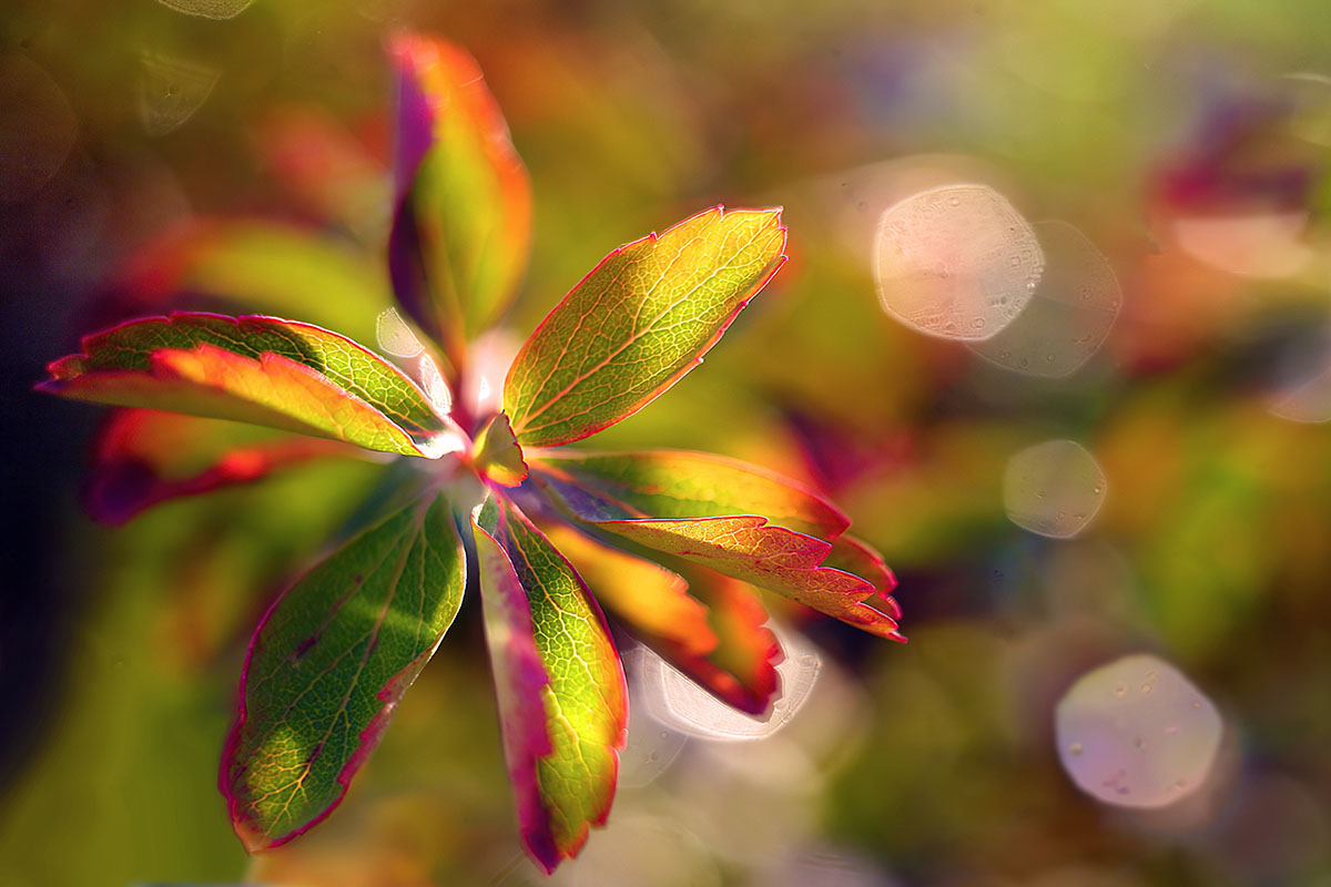 X-T4+Industar-69_28mm_f2,8_1-125_ISO200_Berberis_01B_1200x800_300.jpg