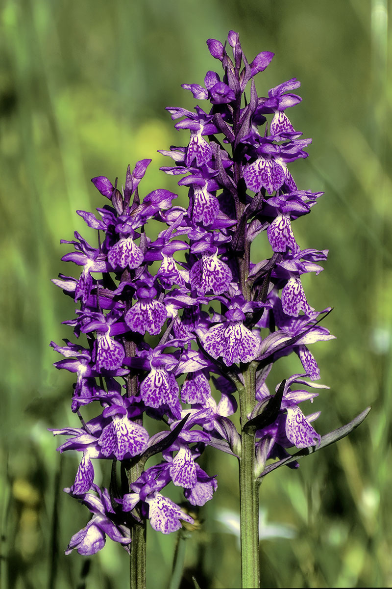 X-T4+Industar-69_28mm_f4_1-125_ISO200_Orquídea_silvestre_02A2_800x1200_300.jpg