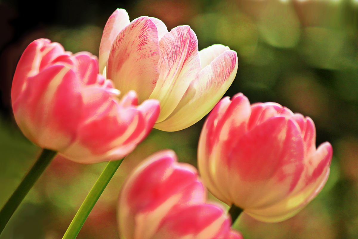 X-T4 Laowa 65mm f2.8 1-125 ISO200_Tulipans_01_1200x800_300.jpg