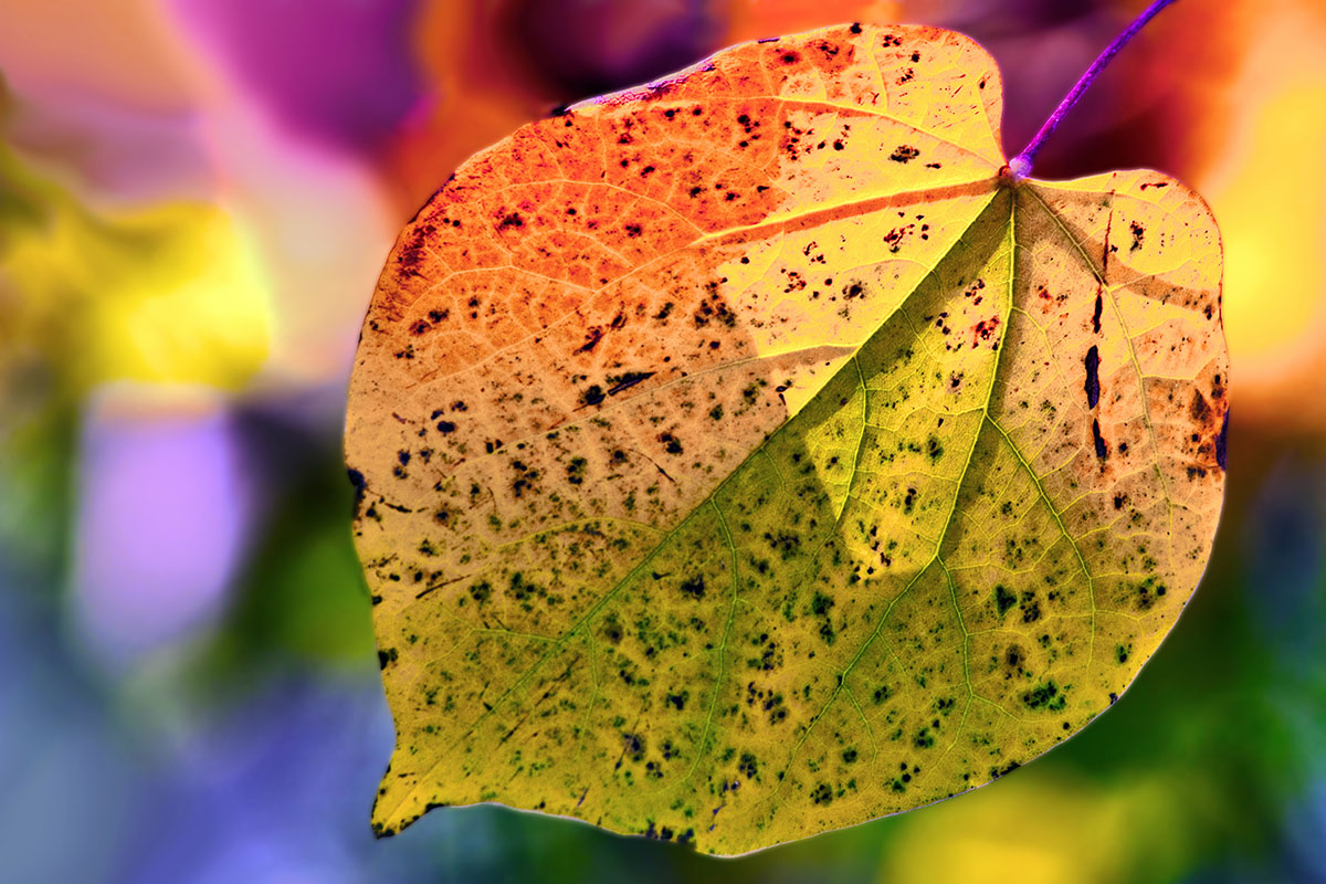 X-T4_Laowa 65 f4 1-250 ISO200_Fulla_tardor_01_1200x800_300.jpg