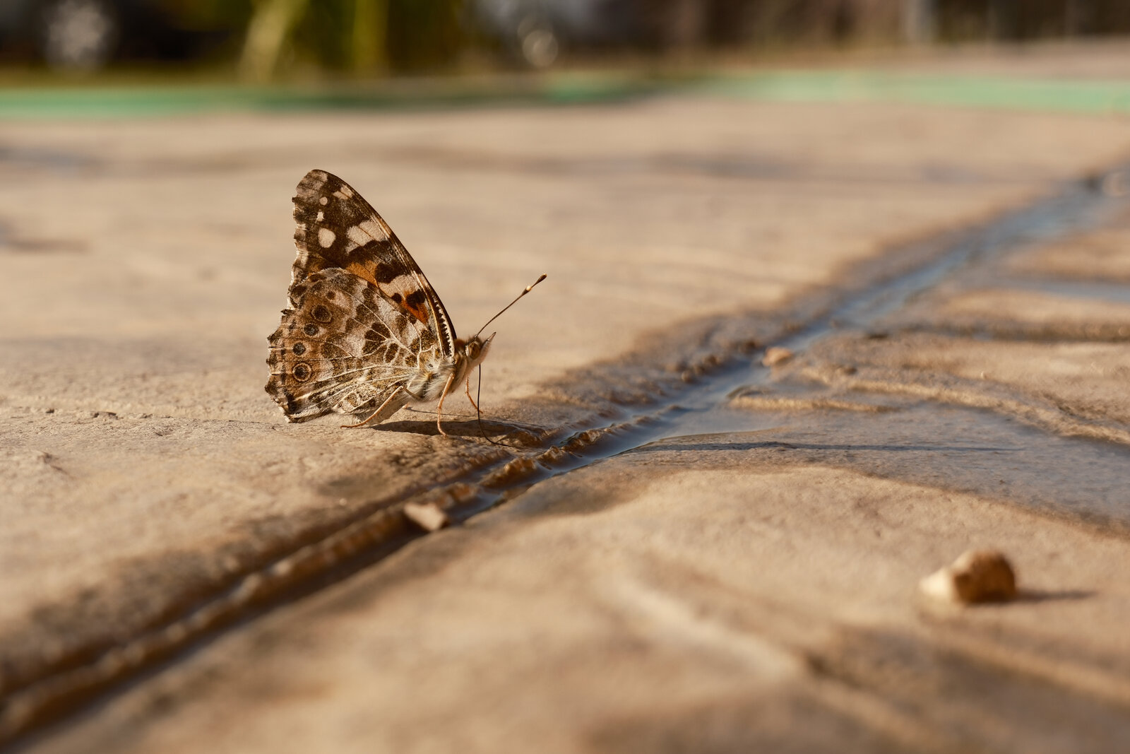 XT5F6599.jpg
