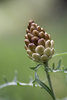 Macro14062015-DSCF05833.jpg