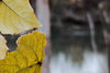 DSCF3197.jpg