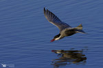 _JMF8651-RAF_DxO_DeepPRIMEXD_1200px.jpg