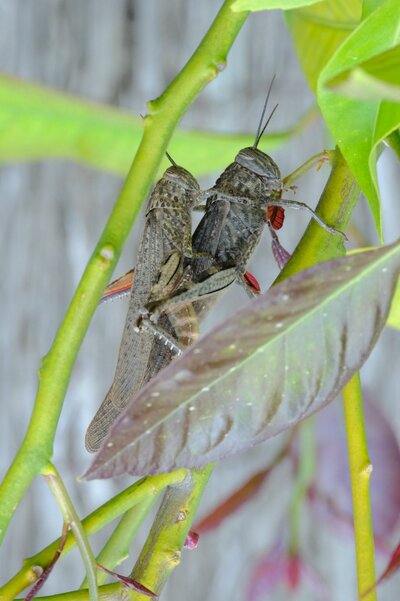 Fuji Fauna 452.JPG