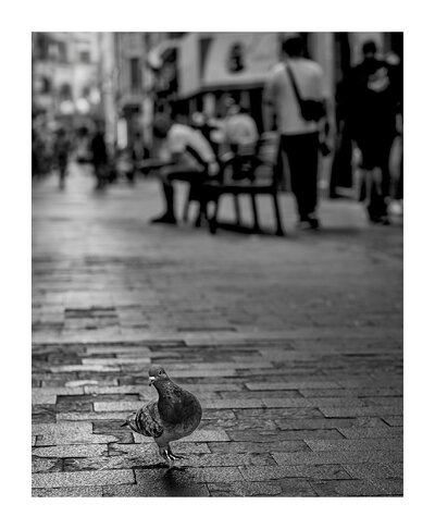 fotografo-callejeando-paloma-personas-adoquin-blanco-negro.jpg
