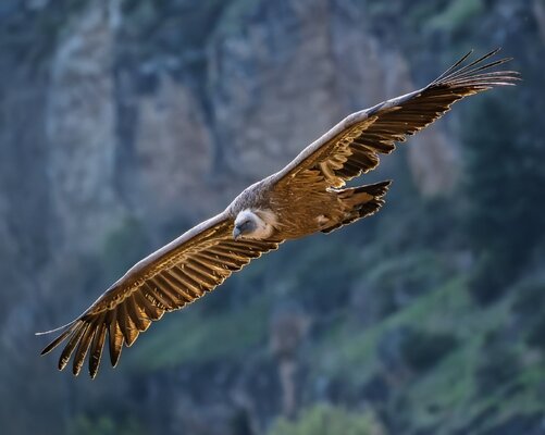 100-400 mm fauna_Daniel Cofar Szabo_04.jpg.jpg