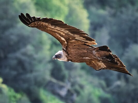 100-400 mm fauna_Daniel Cofar Szabo_05.jpg.jpg