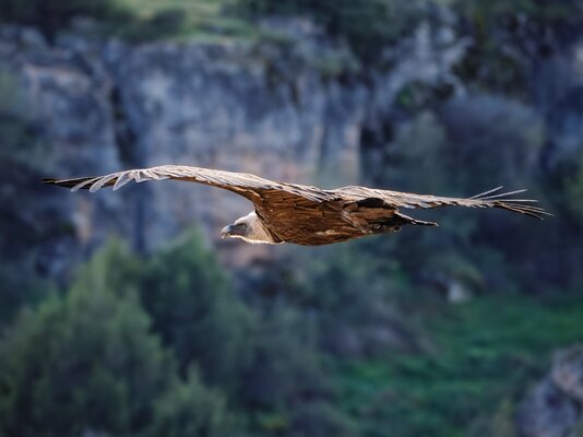 100-400 mm fauna_Daniel Cofar Szabo_06.jpg.jpg