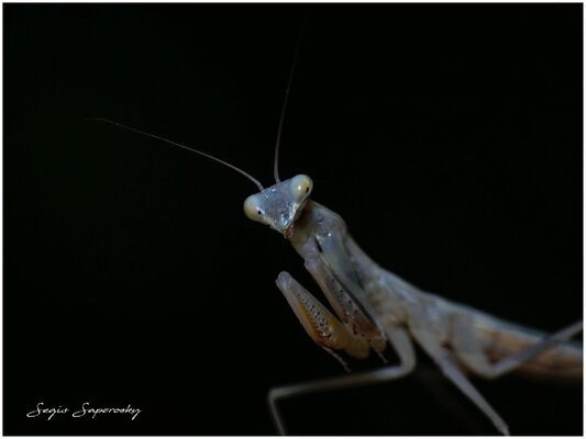 Mantis.jpg
