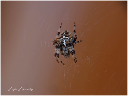 Araña de la cruz.jpg