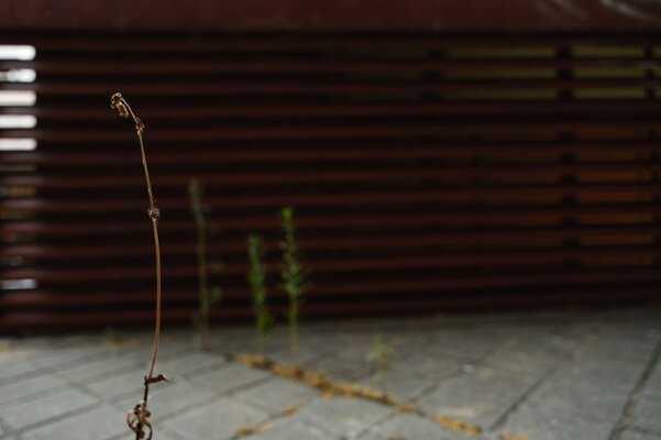 DSCF3653.jpg