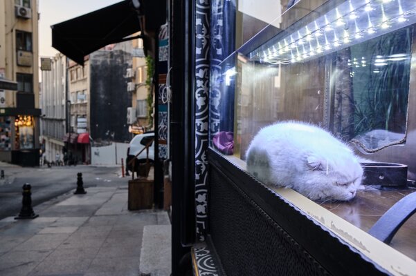 Gato blanco vitrina.jpeg