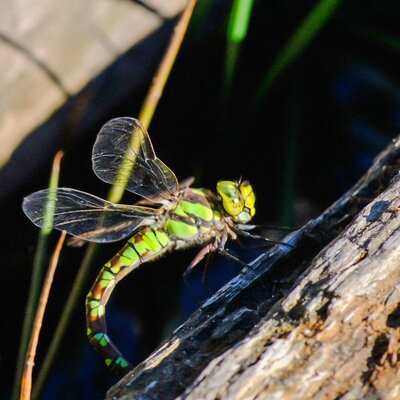 DSCF4700_1.jpg