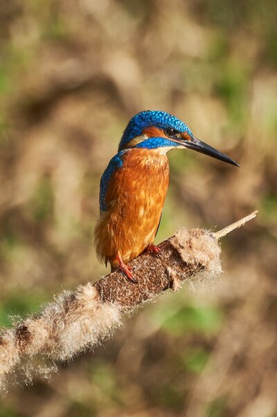 Martin arrantzalea.jpg