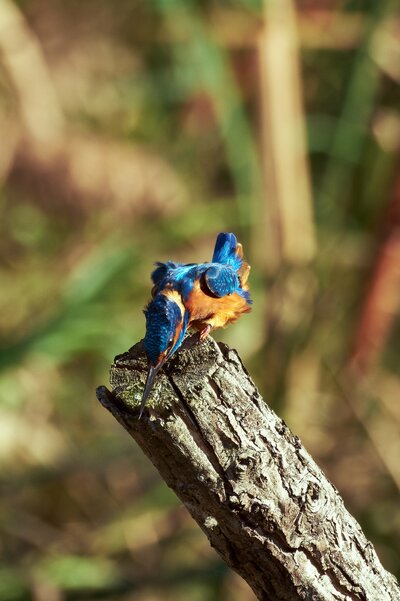 Martin arrantzalea3.jpg