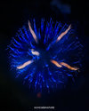 _DSF3984.JPG