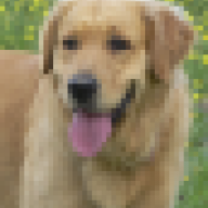 Pepebel