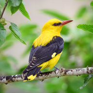 afloresa