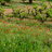Mlaauwen