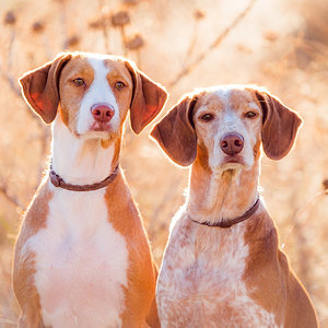 Sara y Berta