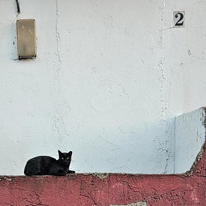 Estaba el señor don gato...