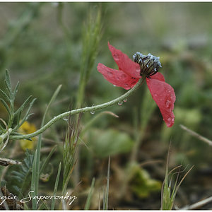 Amapola macho.jpg
