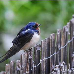 Golondrina.jpg