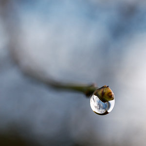 Gota con XF 30mm F2.8