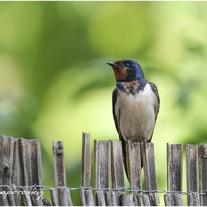Golondrina.jpg