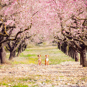 Primavera