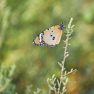 Mariposa