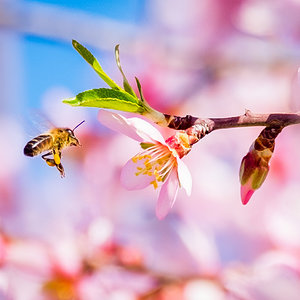 Primavera