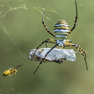 _KKY9142-Mejorado-NR.jpg