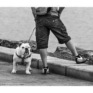 fotografo-perro-bulldog-correa-ingles-piernas-mochila-blanco-negro.jpg