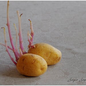 Patatas empoderadas.jpg