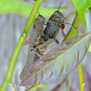 Fuji Fauna 452.JPG