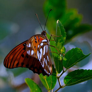 DSCF9729.JPG