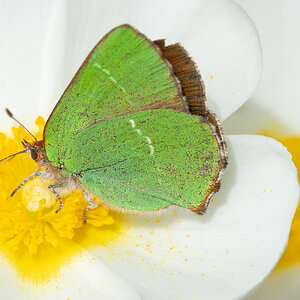 _DSF2590-Mejorado-NRF.jpg