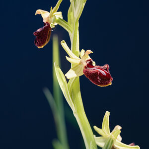 Ophrys sphegodes.jpg