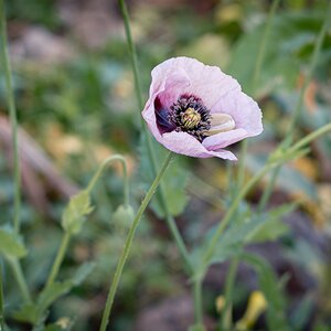 Amapola - Nikkor 105.jpg