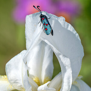 _DSF2842-Mejorado-NRF.jpg